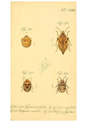 Reproducción/Reproduction 6096025379: Die wanzenartigen Insecten. plates 1-4. Nürnberg :In der C.H. Zeh'schen Buchhandlung,1831-1853
