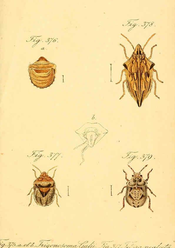 Reproducción/Reproduction 6096025379: Die wanzenartigen Insecten. plates 1-4. Nürnberg :In der C.H. Zeh'schen Buchhandlung,1831-1853
