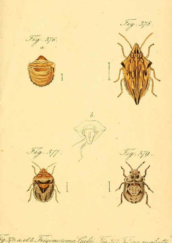 Reproducción/Reproduction 6096025379: Die wanzenartigen Insecten. plates 1-4. Nürnberg :In der C.H. Zeh'schen Buchhandlung,1831-1853