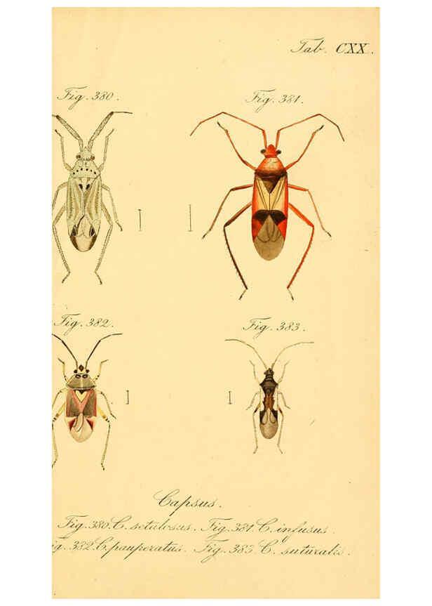 Reproducción/Reproduction 6096570050: Die wanzenartigen Insecten. plates 1-4. Nürnberg :In der C.H. Zeh'schen Buchhandlung,1831-1853