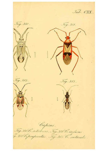 Reproducción/Reproduction 6096570050: Die wanzenartigen Insecten. plates 1-4. Nürnberg :In der C.H. Zeh'schen Buchhandlung,1831-1853