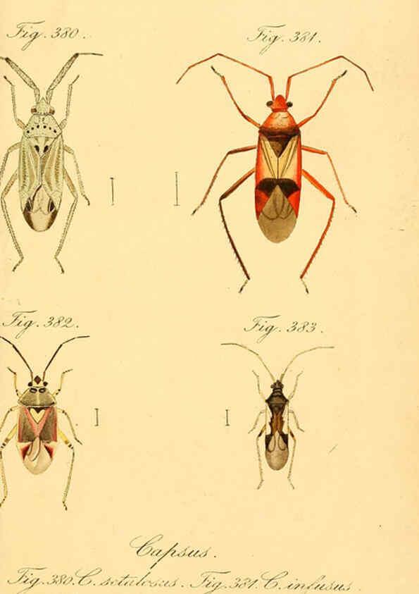Reproducción/Reproduction 6096570050: Die wanzenartigen Insecten. plates 1-4. Nürnberg :In der C.H. Zeh'schen Buchhandlung,1831-1853