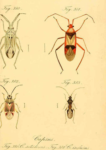 Reproducción/Reproduction 6096570050: Die wanzenartigen Insecten. plates 1-4. Nürnberg :In der C.H. Zeh'schen Buchhandlung,1831-1853