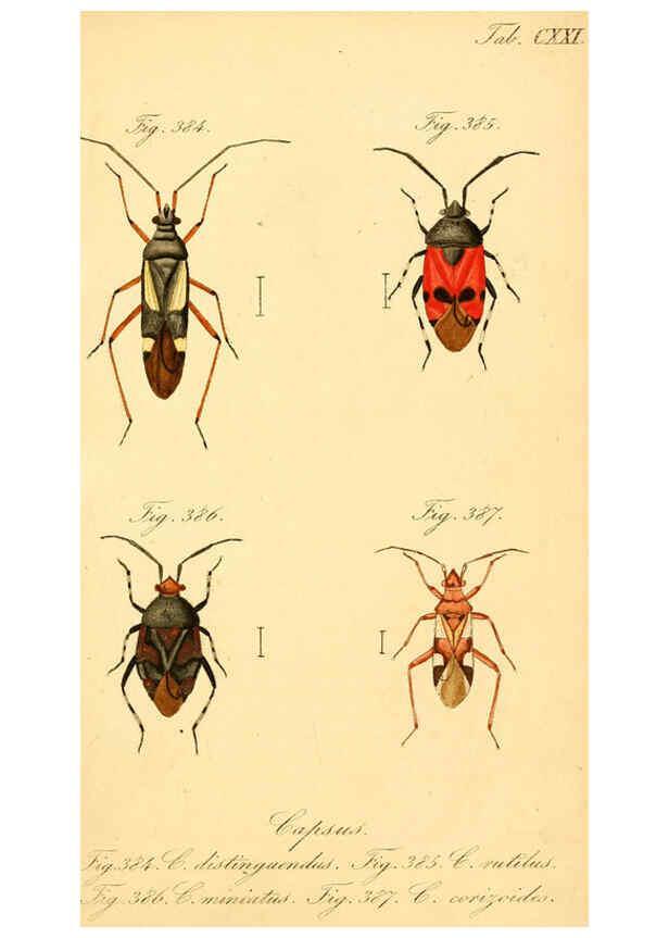 Reproducción/Reproduction 6096570246: Die wanzenartigen Insecten. plates 1-4. Nürnberg :In der C.H. Zeh'schen Buchhandlung,1831-1853