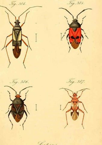 Reproducción/Reproduction 6096570246: Die wanzenartigen Insecten. plates 1-4. Nürnberg :In der C.H. Zeh'schen Buchhandlung,1831-1853