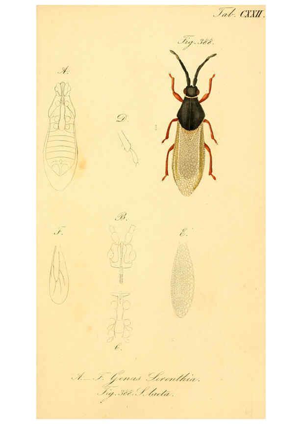 Reproducción/Reproduction 6096570462: Die wanzenartigen Insecten. plates 1-4. Nürnberg :In der C.H. Zeh'schen Buchhandlung,1831-1853