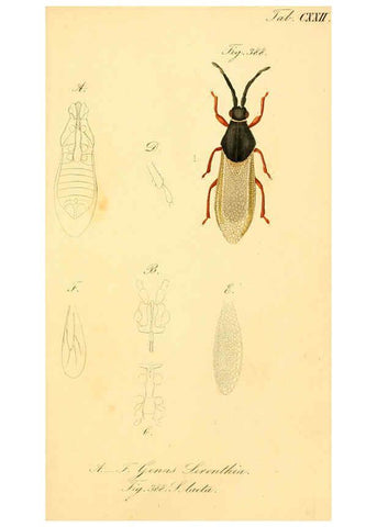 Reproducción/Reproduction 6096570462: Die wanzenartigen Insecten. plates 1-4. Nürnberg :In der C.H. Zeh'schen Buchhandlung,1831-1853