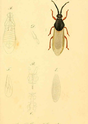 Reproducción/Reproduction 6096570462: Die wanzenartigen Insecten. plates 1-4. Nürnberg :In der C.H. Zeh'schen Buchhandlung,1831-1853