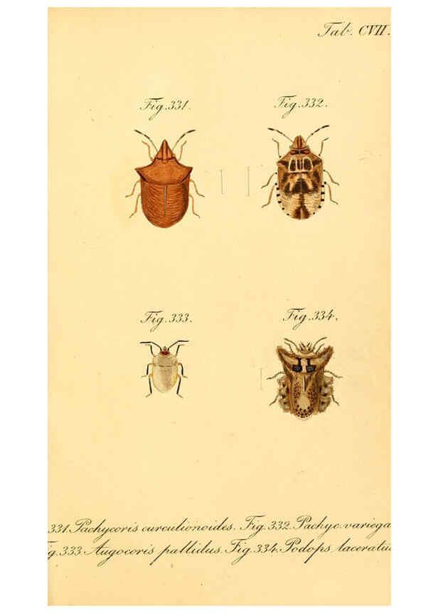 Reproducción/Reproduction 6096022593: Die wanzenartigen Insecten. plates 1-4. Nürnberg :In der C.H. Zeh'schen Buchhandlung,1831-1853