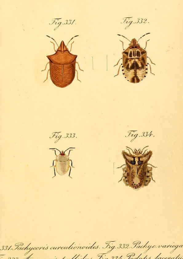 Reproducción/Reproduction 6096022593: Die wanzenartigen Insecten. plates 1-4. Nürnberg :In der C.H. Zeh'schen Buchhandlung,1831-1853