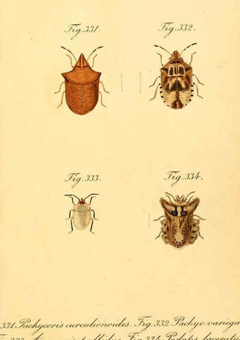 Reproducción/Reproduction 6096022593: Die wanzenartigen Insecten. plates 1-4. Nürnberg :In der C.H. Zeh'schen Buchhandlung,1831-1853