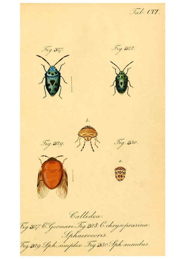 Reproducción/Reproduction 6096022297: Die wanzenartigen Insecten. plates 1-4. Nürnberg :In der C.H. Zeh'schen Buchhandlung,1831-1853