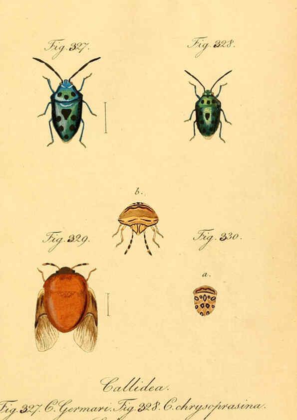 Reproducción/Reproduction 6096022297: Die wanzenartigen Insecten. plates 1-4. Nürnberg :In der C.H. Zeh'schen Buchhandlung,1831-1853