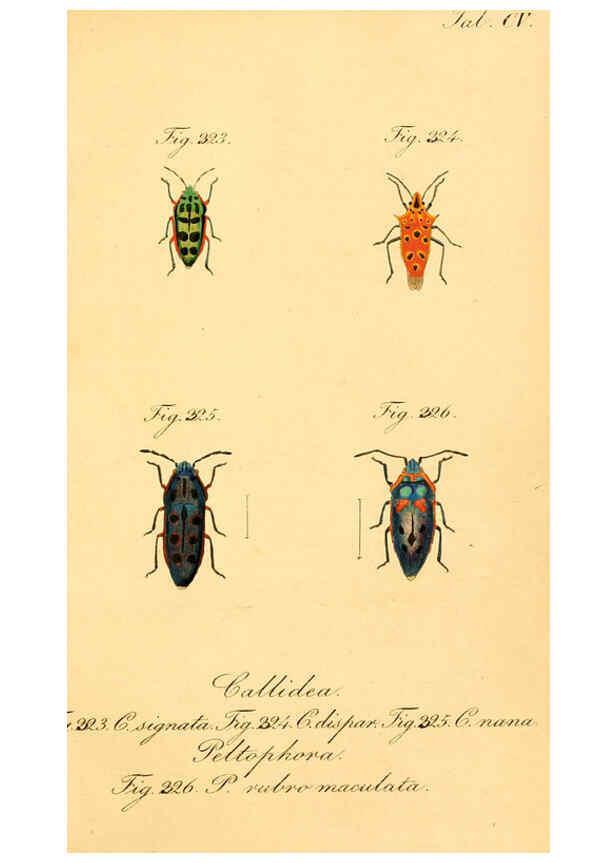 Reproducción/Reproduction 6096022101: Die wanzenartigen Insecten. plates 1-4. Nürnberg :In der C.H. Zeh'schen Buchhandlung,1831-1853