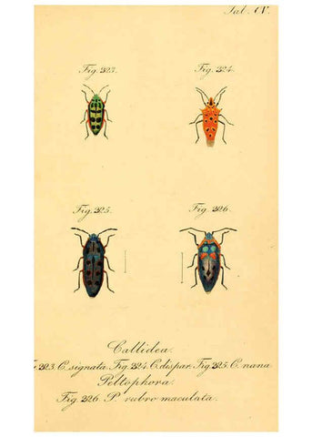 Reproducción/Reproduction 6096022101: Die wanzenartigen Insecten. plates 1-4. Nürnberg :In der C.H. Zeh'schen Buchhandlung,1831-1853