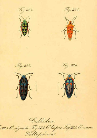 Reproducción/Reproduction 6096022101: Die wanzenartigen Insecten. plates 1-4. Nürnberg :In der C.H. Zeh'schen Buchhandlung,1831-1853