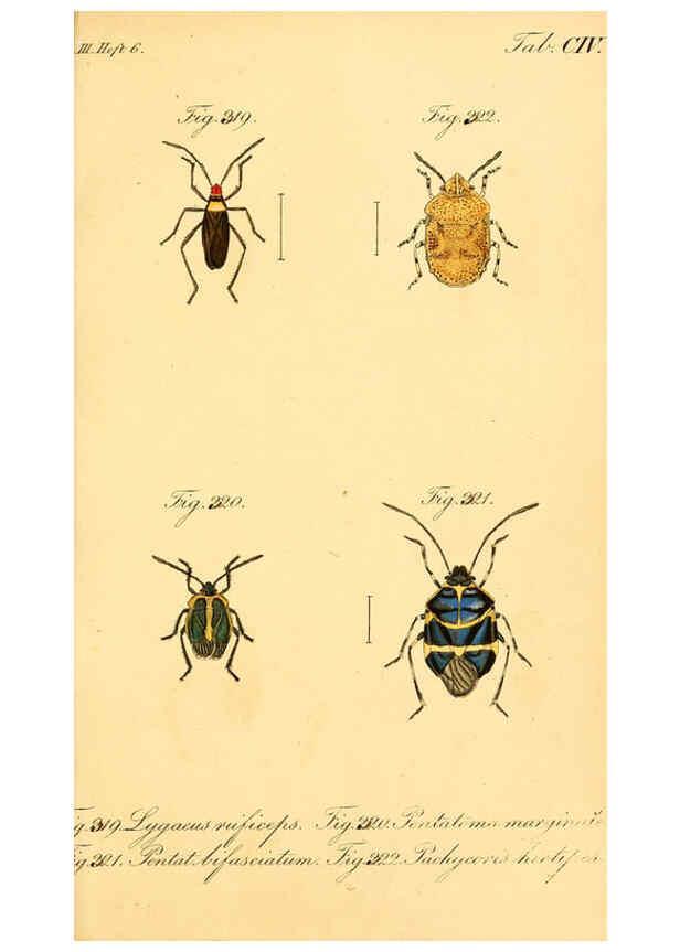 Reproducción/Reproduction 6096021935: Die wanzenartigen Insecten. plates 1-4. Nürnberg :In der C.H. Zeh'schen Buchhandlung,1831-1853