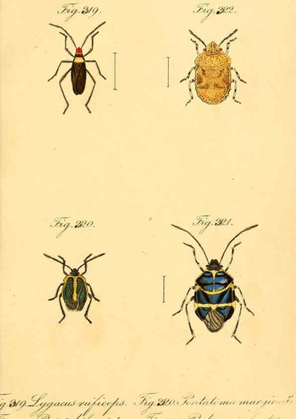 Reproducción/Reproduction 6096021935: Die wanzenartigen Insecten. plates 1-4. Nürnberg :In der C.H. Zeh'schen Buchhandlung,1831-1853