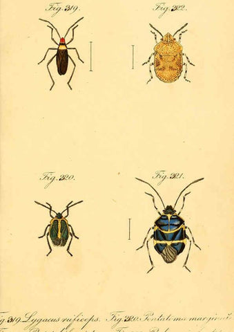 Reproducción/Reproduction 6096021935: Die wanzenartigen Insecten. plates 1-4. Nürnberg :In der C.H. Zeh'schen Buchhandlung,1831-1853