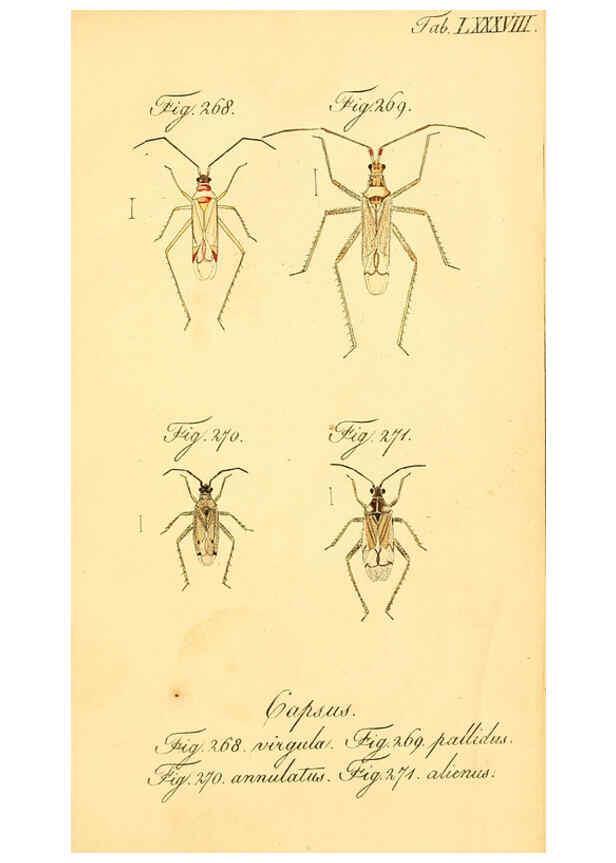 Reproducción/Reproduction 6096562476: Die wanzenartigen Insecten. plates 1-4. Nürnberg :In der C.H. Zeh'schen Buchhandlung,1831-1853
