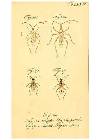 Reproducción/Reproduction 6096562476: Die wanzenartigen Insecten. plates 1-4. Nürnberg :In der C.H. Zeh'schen Buchhandlung,1831-1853
