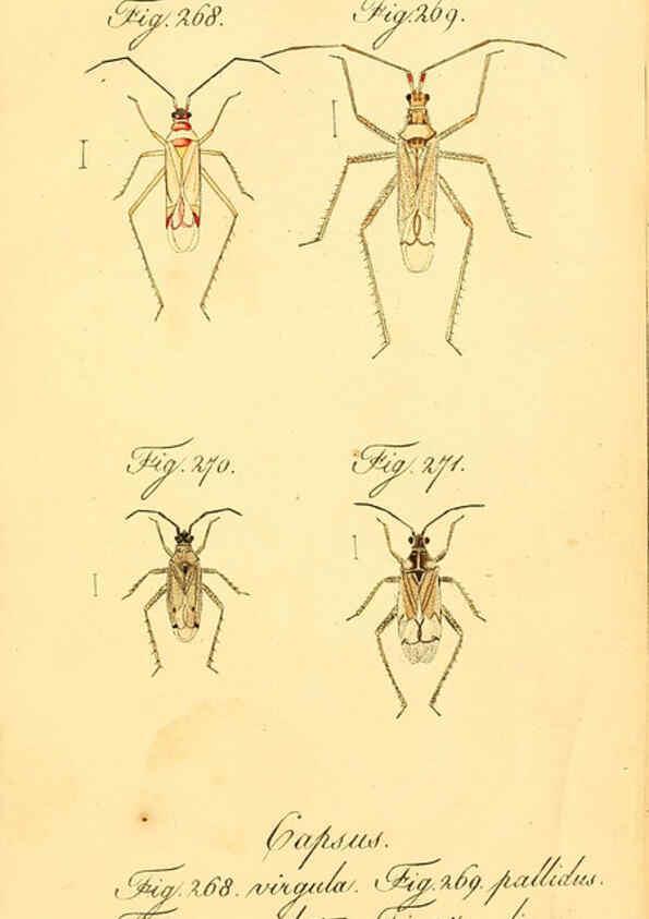 Reproducción/Reproduction 6096562476: Die wanzenartigen Insecten. plates 1-4. Nürnberg :In der C.H. Zeh'schen Buchhandlung,1831-1853