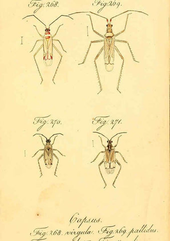 Reproducción/Reproduction 6096562476: Die wanzenartigen Insecten. plates 1-4. Nürnberg :In der C.H. Zeh'schen Buchhandlung,1831-1853