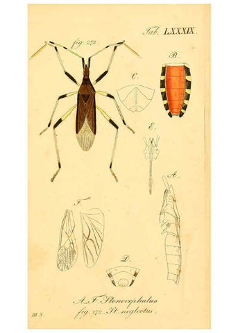 Reproducción/Reproduction 6096018225: Die wanzenartigen Insecten. plates 1-4. Nürnberg :In der C.H. Zeh'schen Buchhandlung,1831-1853