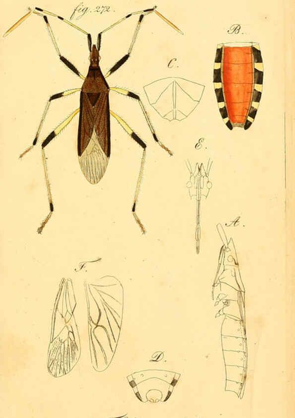 Reproducción/Reproduction 6096018225: Die wanzenartigen Insecten. plates 1-4. Nürnberg :In der C.H. Zeh'schen Buchhandlung,1831-1853