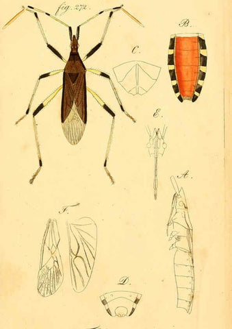 Reproducción/Reproduction 6096018225: Die wanzenartigen Insecten. plates 1-4. Nürnberg :In der C.H. Zeh'schen Buchhandlung,1831-1853