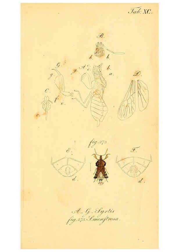 Reproducción/Reproduction 6096018653: Die wanzenartigen Insecten. plates 1-4. Nürnberg :In der C.H. Zeh'schen Buchhandlung,1831-1853