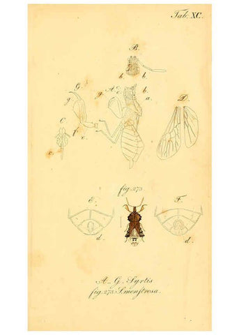 Reproducción/Reproduction 6096018653: Die wanzenartigen Insecten. plates 1-4. Nürnberg :In der C.H. Zeh'schen Buchhandlung,1831-1853