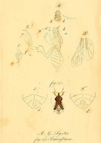 Reproducción/Reproduction 6096018653: Die wanzenartigen Insecten. plates 1-4. Nürnberg :In der C.H. Zeh'schen Buchhandlung,1831-1853