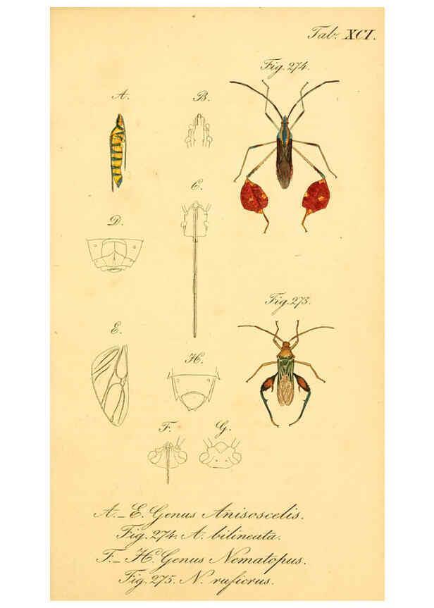 Reproducción/Reproduction 6096563492: Die wanzenartigen Insecten. plates 1-4. Nürnberg :In der C.H. Zeh'schen Buchhandlung,1831-1853