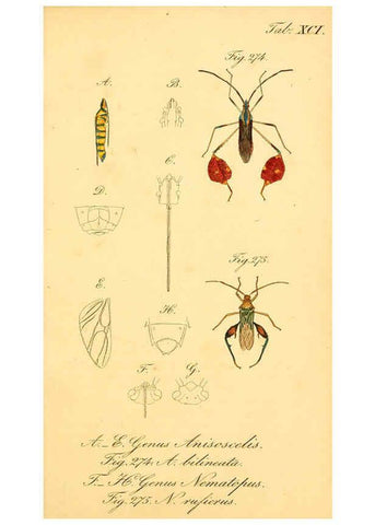 Reproducción/Reproduction 6096563492: Die wanzenartigen Insecten. plates 1-4. Nürnberg :In der C.H. Zeh'schen Buchhandlung,1831-1853