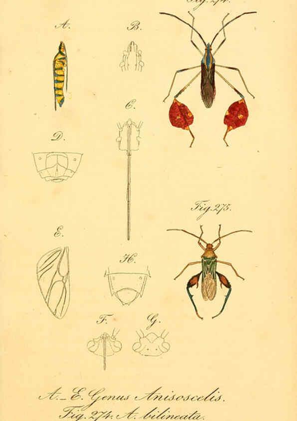 Reproducción/Reproduction 6096563492: Die wanzenartigen Insecten. plates 1-4. Nürnberg :In der C.H. Zeh'schen Buchhandlung,1831-1853