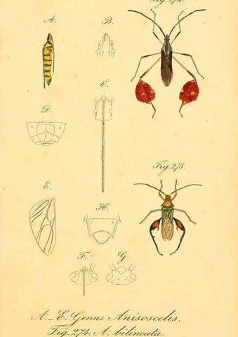 Reproducción/Reproduction 6096563492: Die wanzenartigen Insecten. plates 1-4. Nürnberg :In der C.H. Zeh'schen Buchhandlung,1831-1853