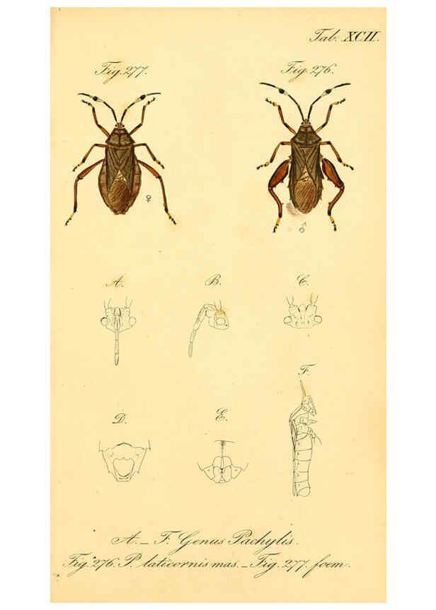 Reproducción/Reproduction 6096563756: Die wanzenartigen Insecten. plates 1-4. Nürnberg :In der C.H. Zeh'schen Buchhandlung,1831-1853