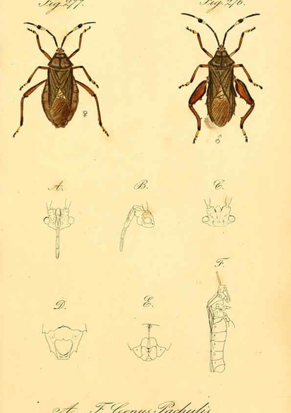 Reproducción/Reproduction 6096563756: Die wanzenartigen Insecten. plates 1-4. Nürnberg :In der C.H. Zeh'schen Buchhandlung,1831-1853