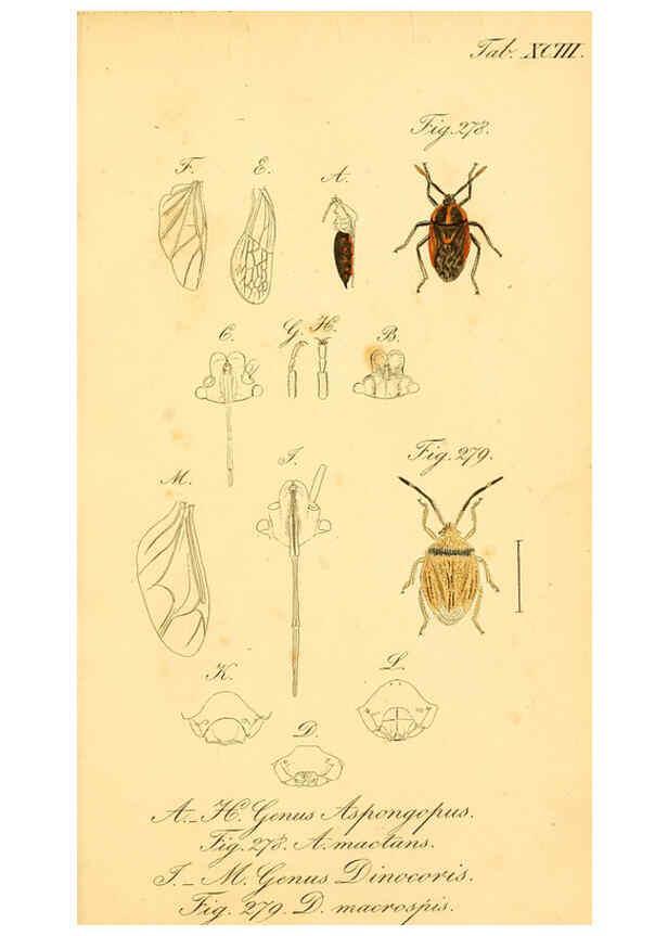 Reproducción/Reproduction 6096019357: Die wanzenartigen Insecten. plates 1-4. Nürnberg :In der C.H. Zeh'schen Buchhandlung,1831-1853