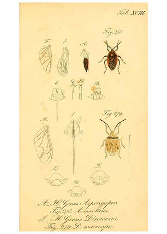 Reproducción/Reproduction 6096019357: Die wanzenartigen Insecten. plates 1-4. Nürnberg :In der C.H. Zeh'schen Buchhandlung,1831-1853