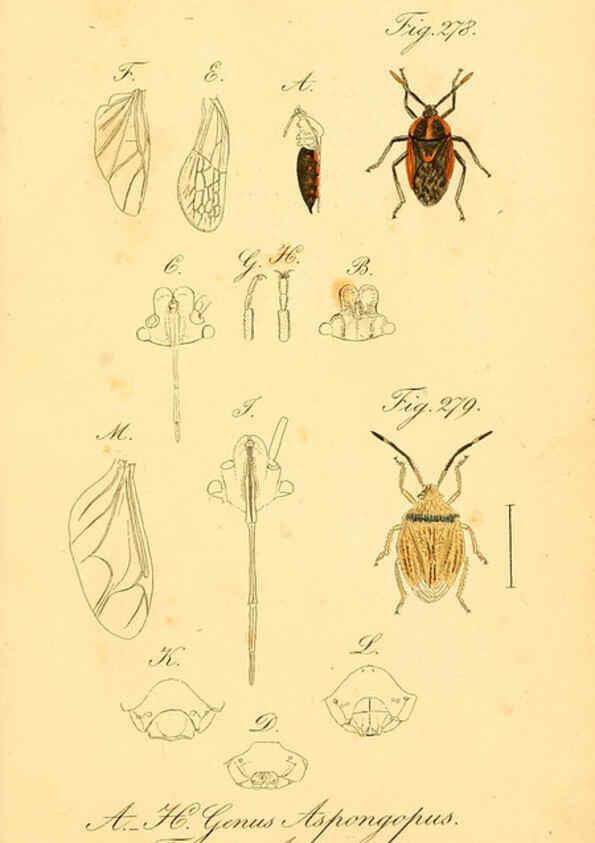 Reproducción/Reproduction 6096019357: Die wanzenartigen Insecten. plates 1-4. Nürnberg :In der C.H. Zeh'schen Buchhandlung,1831-1853