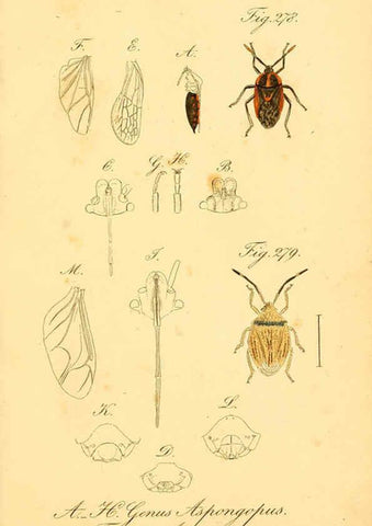 Reproducción/Reproduction 6096019357: Die wanzenartigen Insecten. plates 1-4. Nürnberg :In der C.H. Zeh'schen Buchhandlung,1831-1853