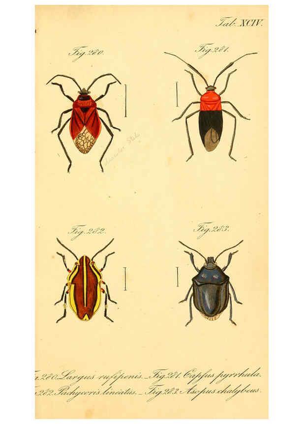 Reproducción/Reproduction 6096564156: Die wanzenartigen Insecten. plates 1-4. Nürnberg :In der C.H. Zeh'schen Buchhandlung,1831-1853