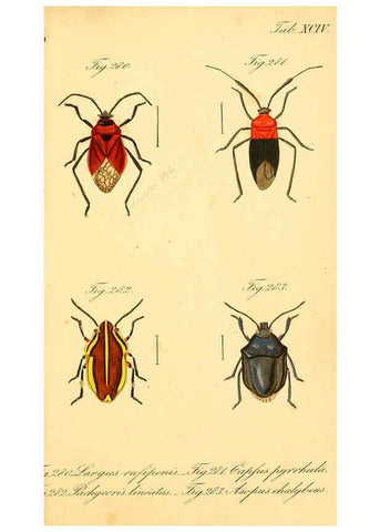 Reproducción/Reproduction 6096564156: Die wanzenartigen Insecten. plates 1-4. Nürnberg :In der C.H. Zeh'schen Buchhandlung,1831-1853