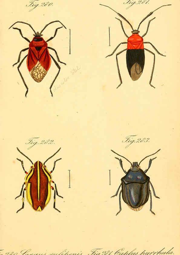 Reproducción/Reproduction 6096564156: Die wanzenartigen Insecten. plates 1-4. Nürnberg :In der C.H. Zeh'schen Buchhandlung,1831-1853
