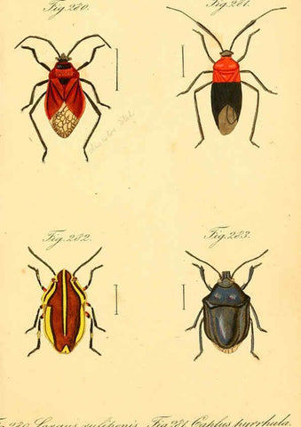 Reproducción/Reproduction 6096564156: Die wanzenartigen Insecten. plates 1-4. Nürnberg :In der C.H. Zeh'schen Buchhandlung,1831-1853