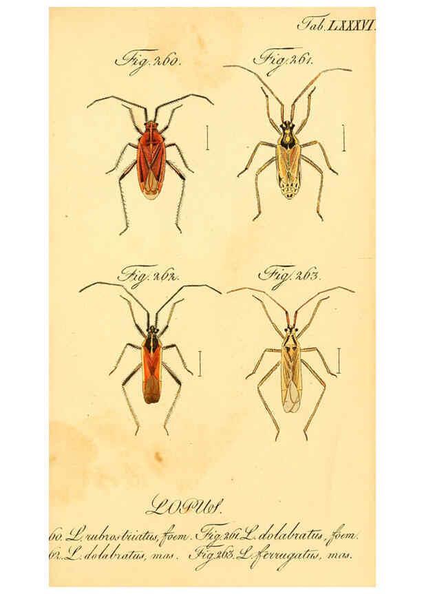 Reproducción/Reproduction 6096561980: Die wanzenartigen Insecten. plates 1-4. Nürnberg :In der C.H. Zeh'schen Buchhandlung,1831-1853