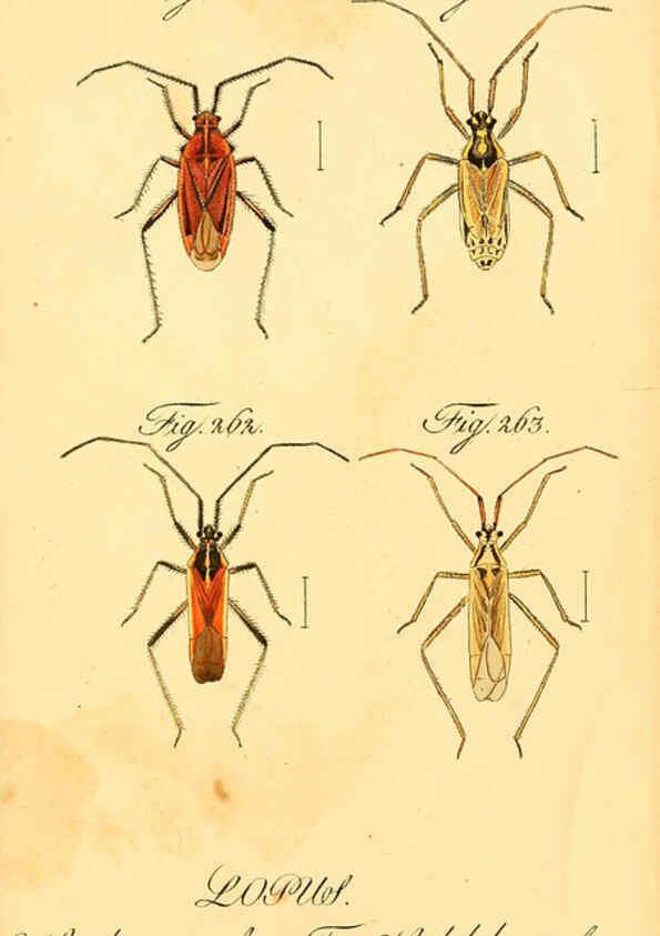 Reproducción/Reproduction 6096561980: Die wanzenartigen Insecten. plates 1-4. Nürnberg :In der C.H. Zeh'schen Buchhandlung,1831-1853