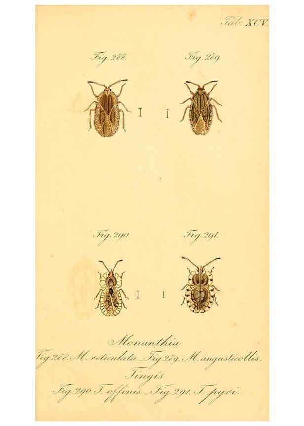 Reproducción/Reproduction 6096564328: Die wanzenartigen Insecten. plates 1-4. Nürnberg :In der C.H. Zeh'schen Buchhandlung,1831-1853
